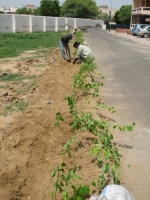 TREE PLANTATION IN D14 BLOCK ON AUGUST 02, 2009